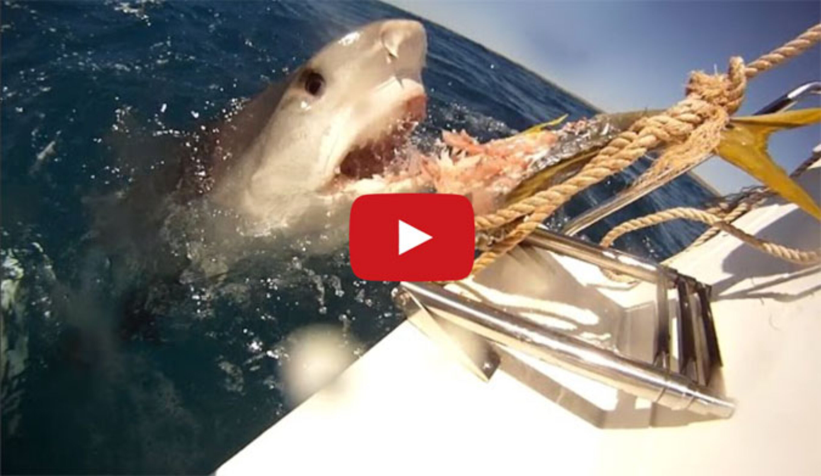 Tug-of-war with a massive tiger shark