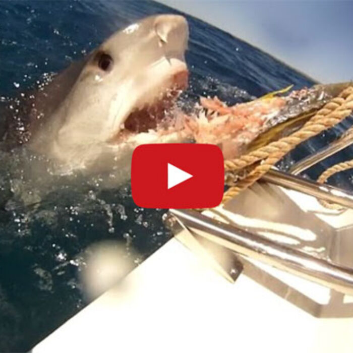 Tug-of-war with a massive tiger shark