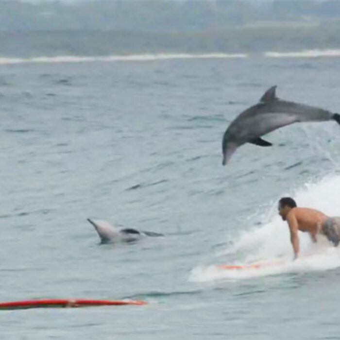 Dolphins are the real locals of Australia