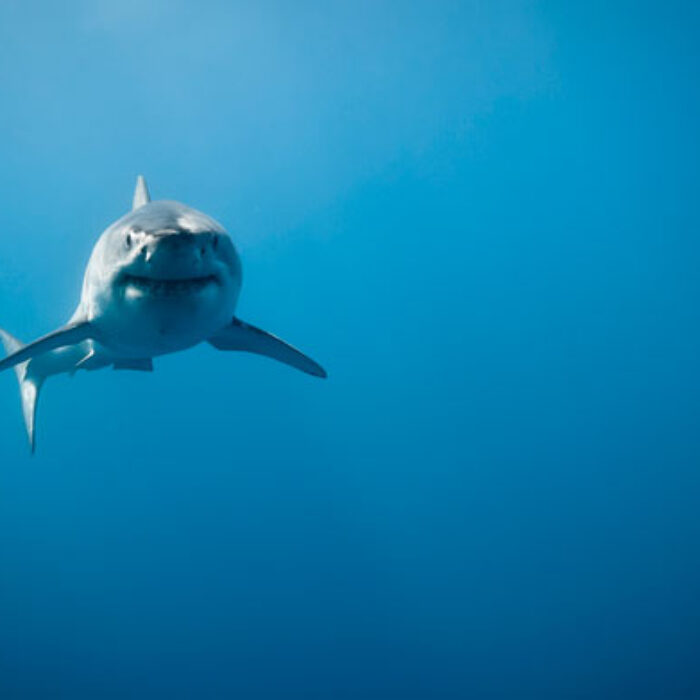 You have a better chance of drowning than being eaten by this. Photo: Shutterstock