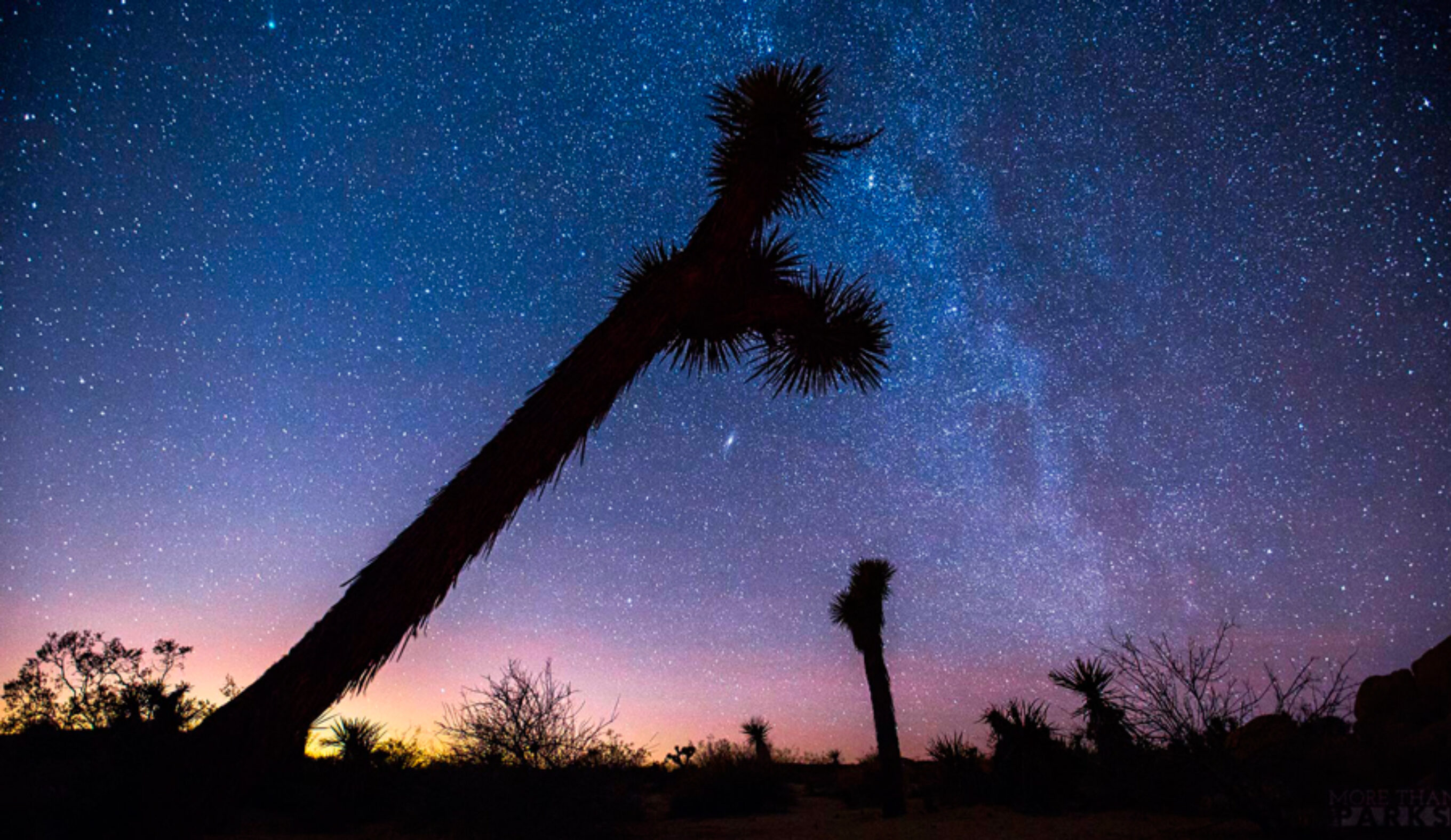 Joshua-Tree-2