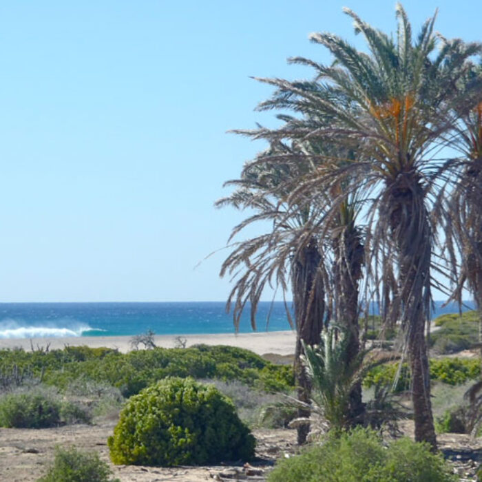 The Wilds of Baja.