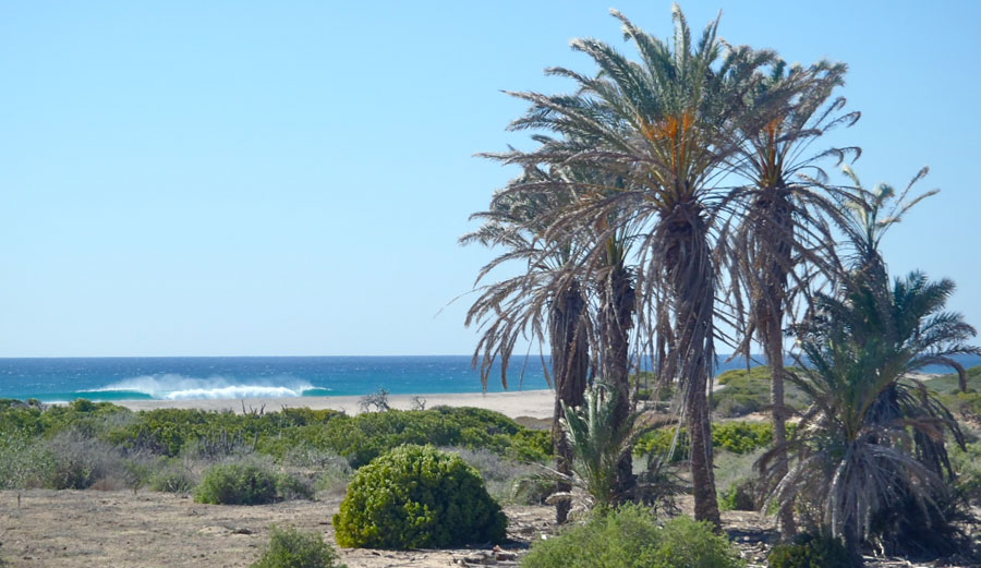 The Wilds of Baja.