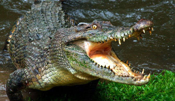 It is rare for a crocodile to attack a human. Photo: Shutterstock