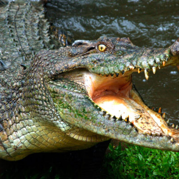 It is rare for a crocodile to attack a human. Photo: Shutterstock