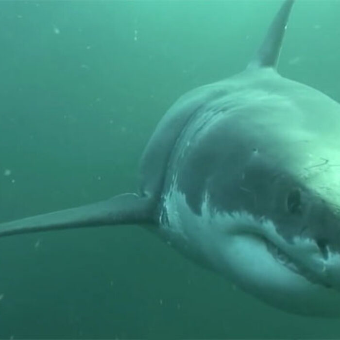 Great White
