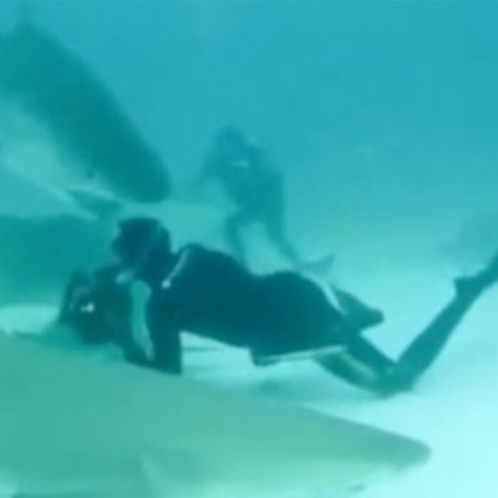 Tiger Shark Almost Bites off Photographer's Head