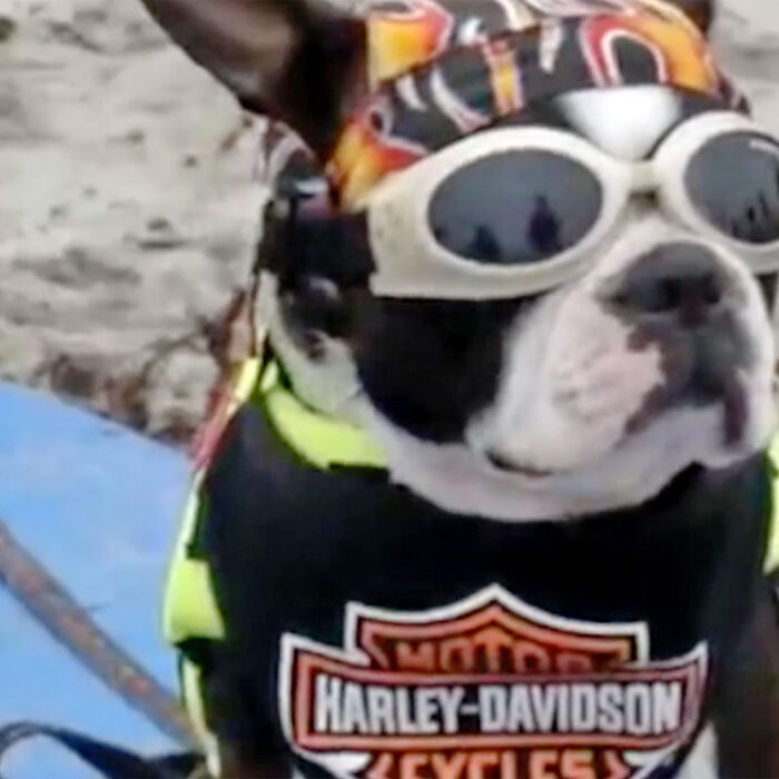 Dogs, Goats, Pigs Surf