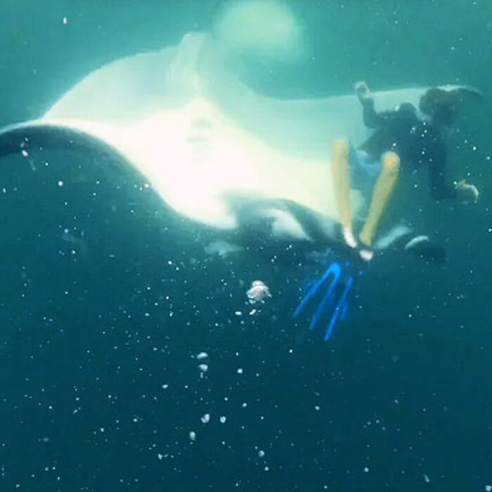 Manta rays can be pretty tough to read. Expression-wise, they're not exactly full of emotion.