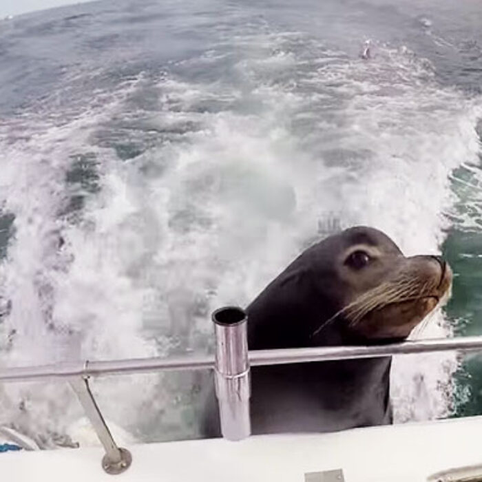 Sea lions LOVE eating–as Frankie Grant, a 26-year-old scuba instructor found out on his way back to Cabo San Lucas, found out.