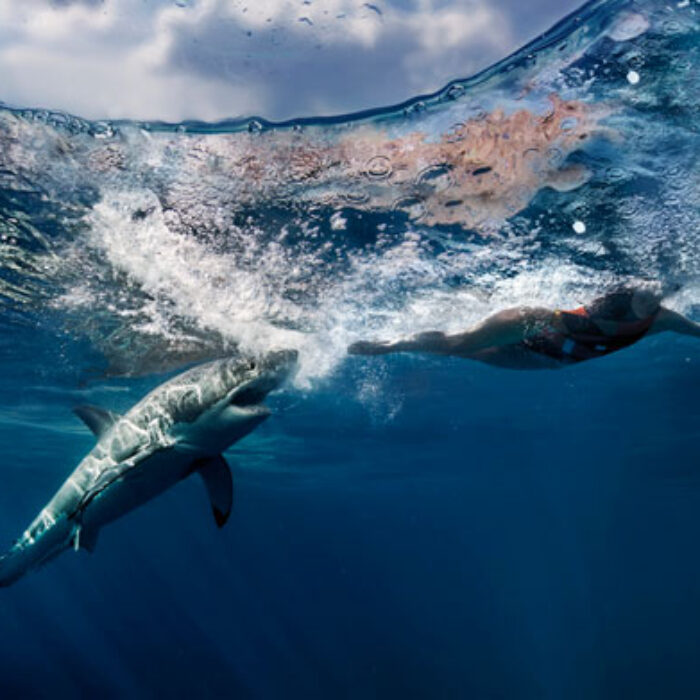 Curiosity killed the shark. Photo: Shutterstock
