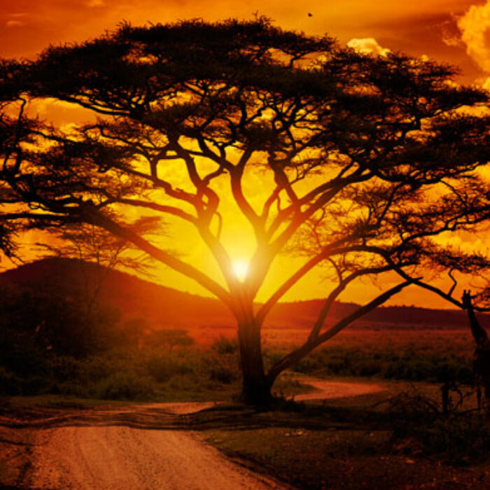 An African sunset. Photo: Shutterstock