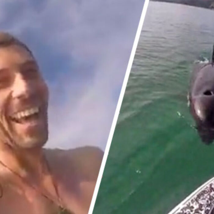 SUPer Surfs With Orca