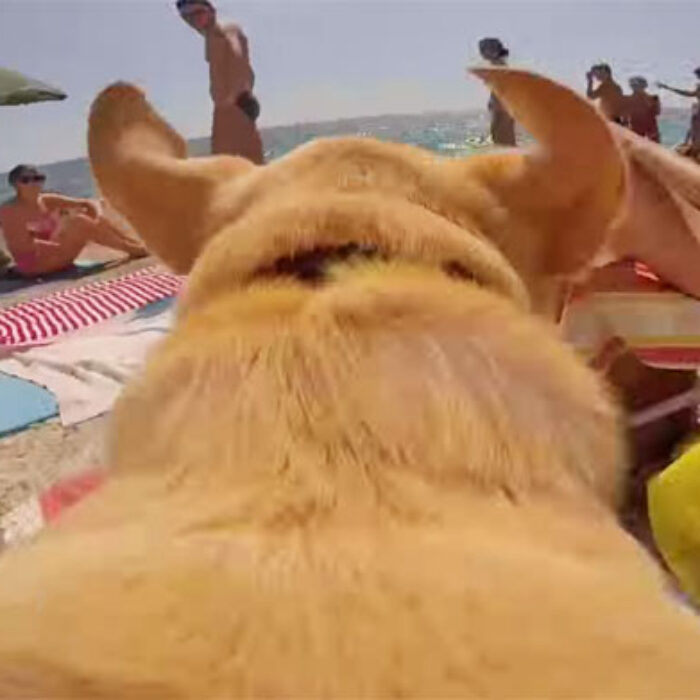 Walter The Dog Loves the Ocean