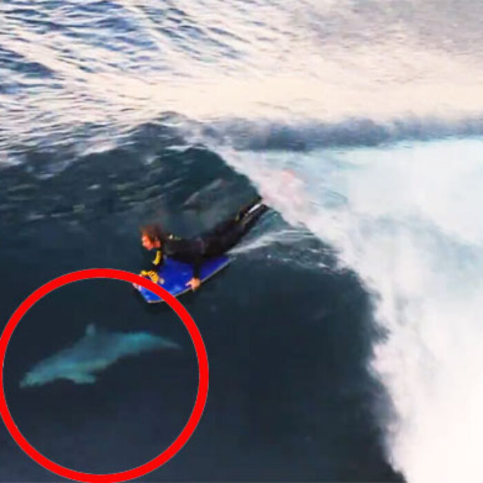 Dolphin Shares Wave with Bodyboarder