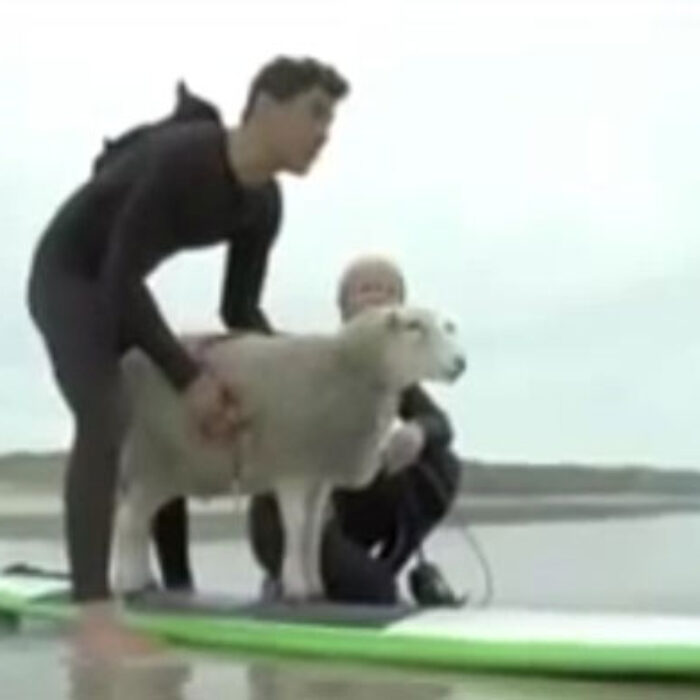 Surfing Sheep