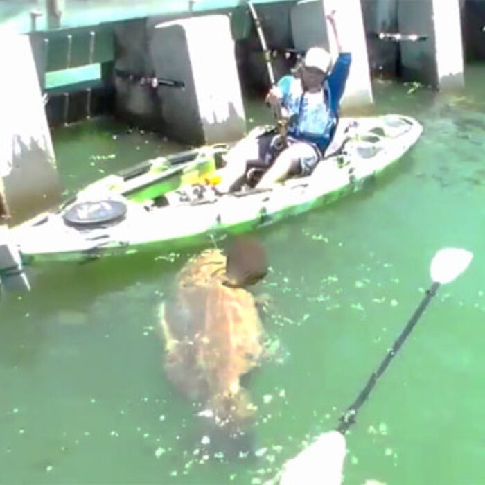 Goliath Grouper Florida