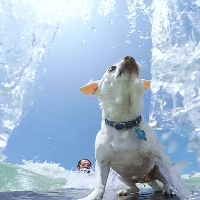 Some dogs just want to fetch a f*cking ball.