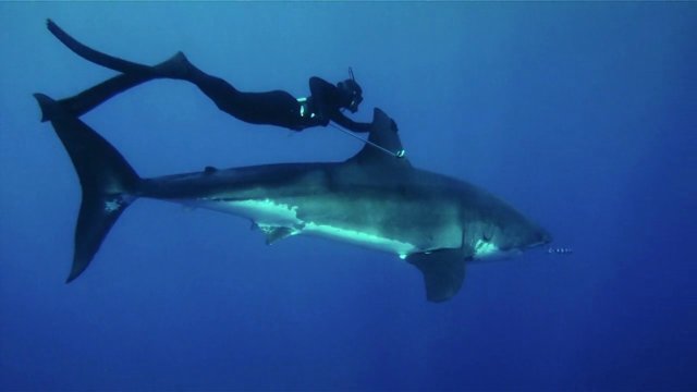 Kimi Werner. Just casually doing her thing. Yeah, that's a Great White.
