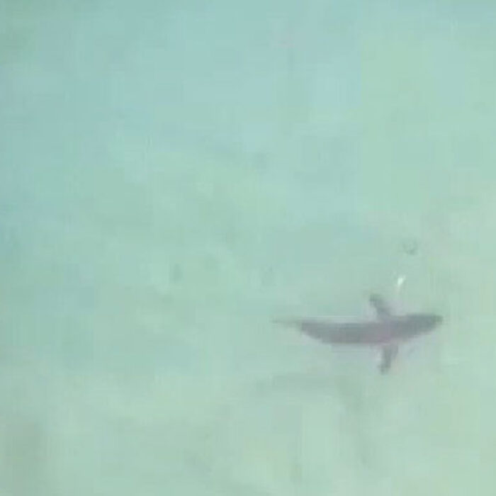 Lifeguards in Seal Beach, California are using drones to monitor the beaches they're responsible for efficiently. What they're finding is a much faster way to spot sharks swimming near shore.