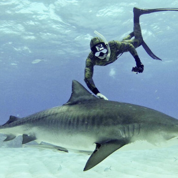 Mark Healey swimming with a tiger in Baja Mexico. Photo: Team Effort Films