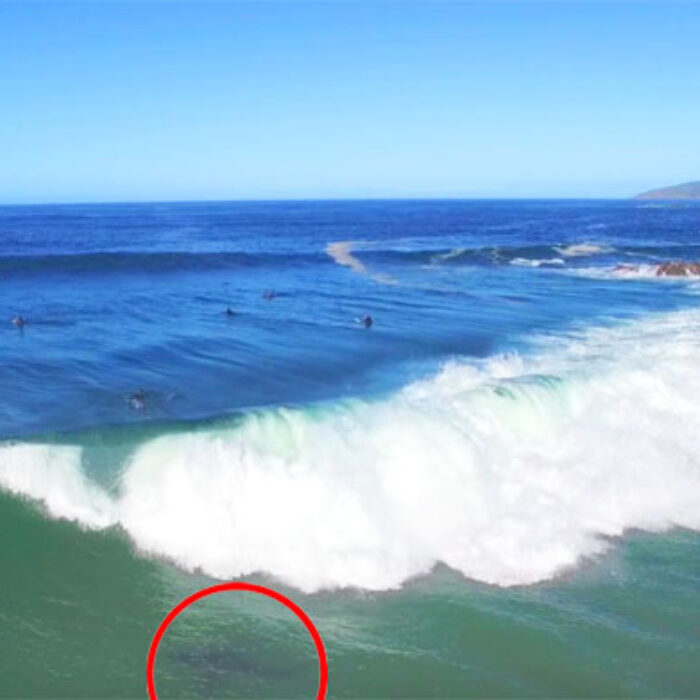 Drone Shark