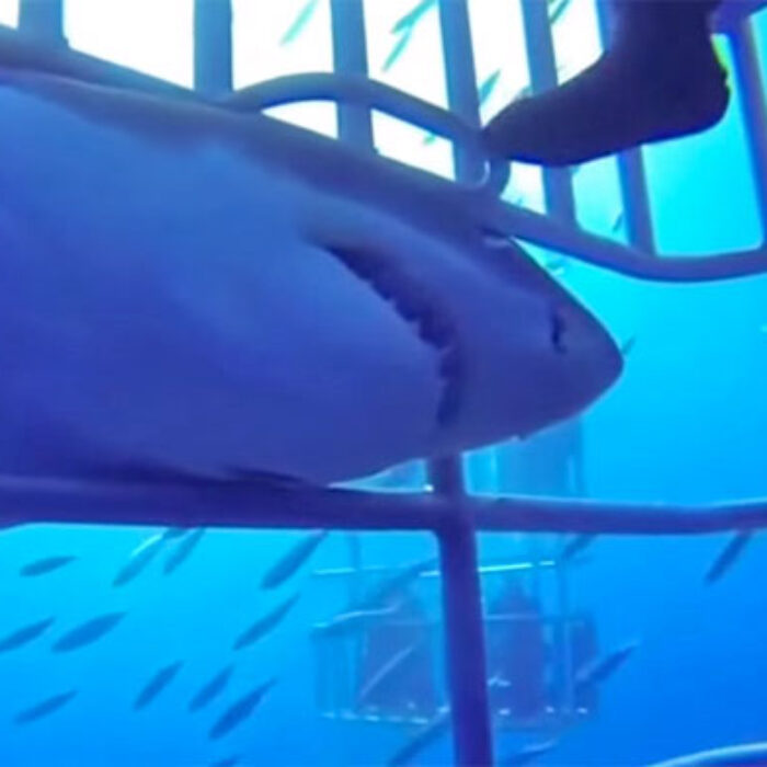 Great White Shark Sneaks up from Behind