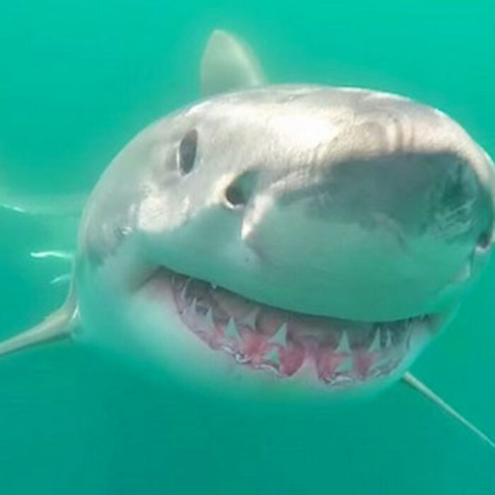 Great White