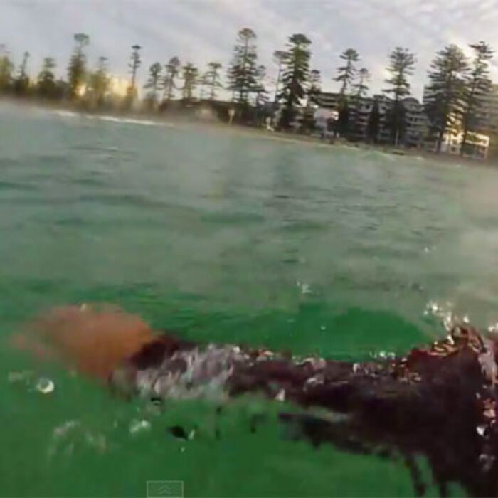 Great White Manly Beach, Australia