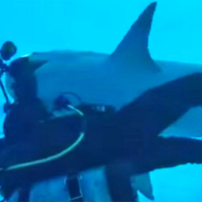Tiger Shark Steals Camera