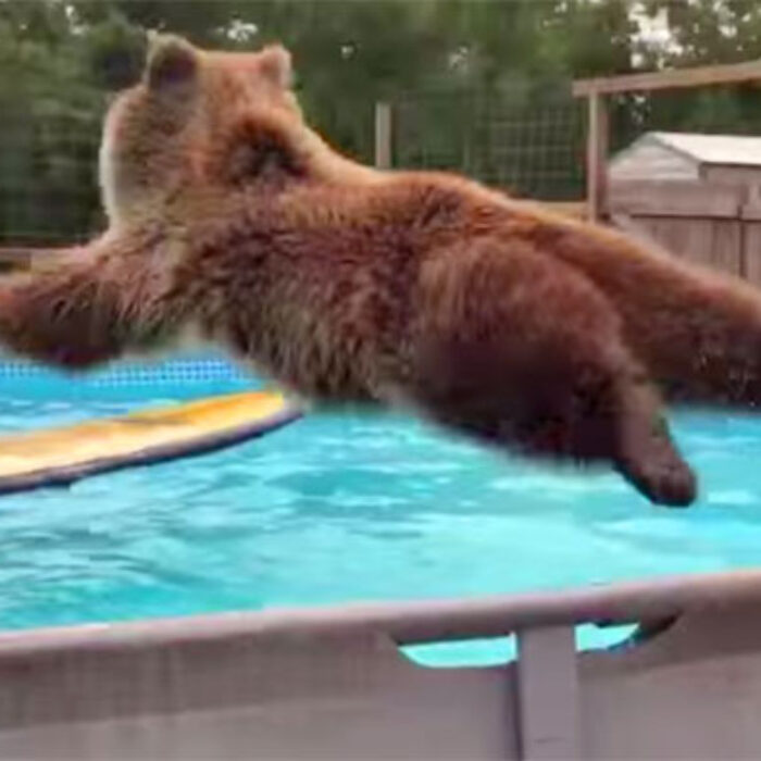 Bruiser the surfing bear