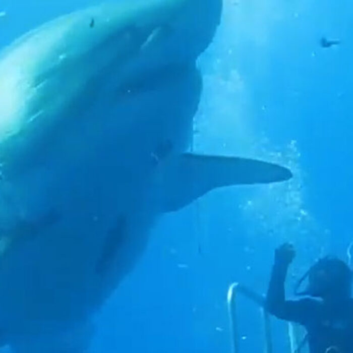 GIGANTIC SHARK
