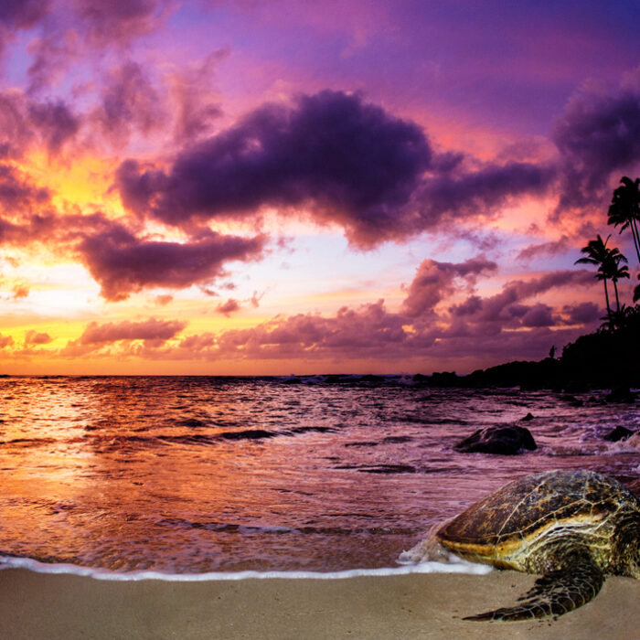 Sleeping Honu