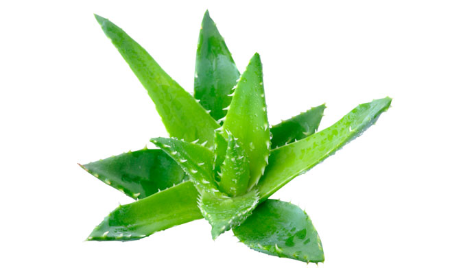 Put it on your horrible sunburn, and then eat it. The aloe, not the sunburn. Photo: Shutterstock