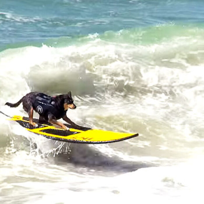 This is the sixth annual Unleashed by Petco dog surfing contest. And you know what? The look like they're actually having fun.