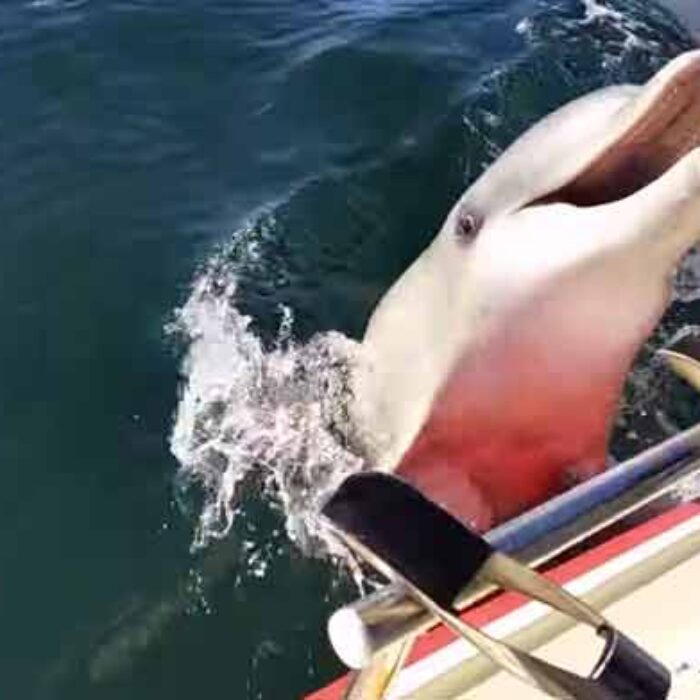 Dolphins like food. Dolphins hate cameras.