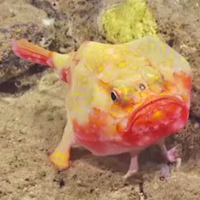 New Species