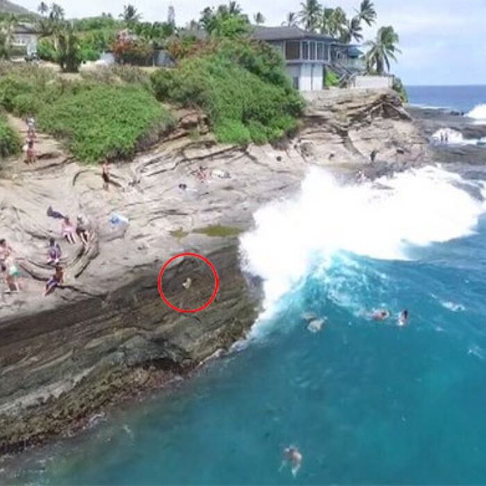 Dog swept off cliff