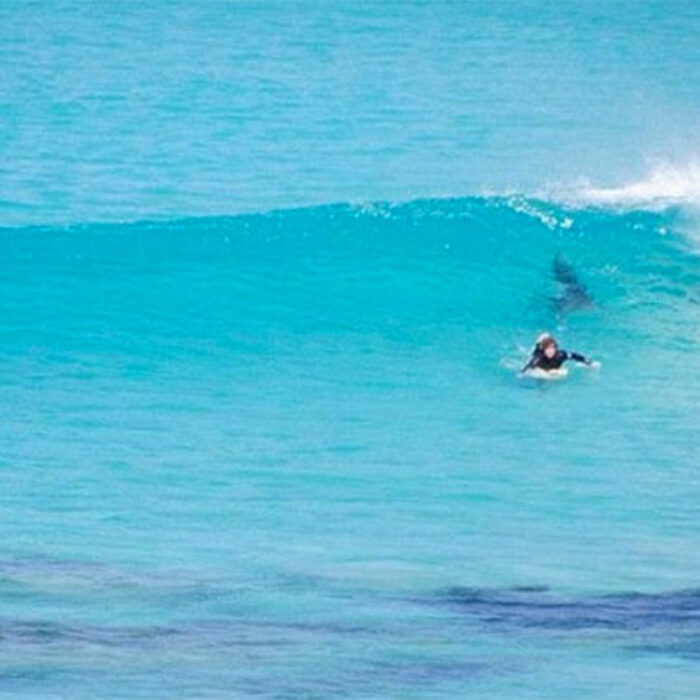Not the scene you'd ever wish for. A 3-meter great white shark tails a surfer at West Beach near Esperance in Western Australia. Photo: Frits De Bruyn