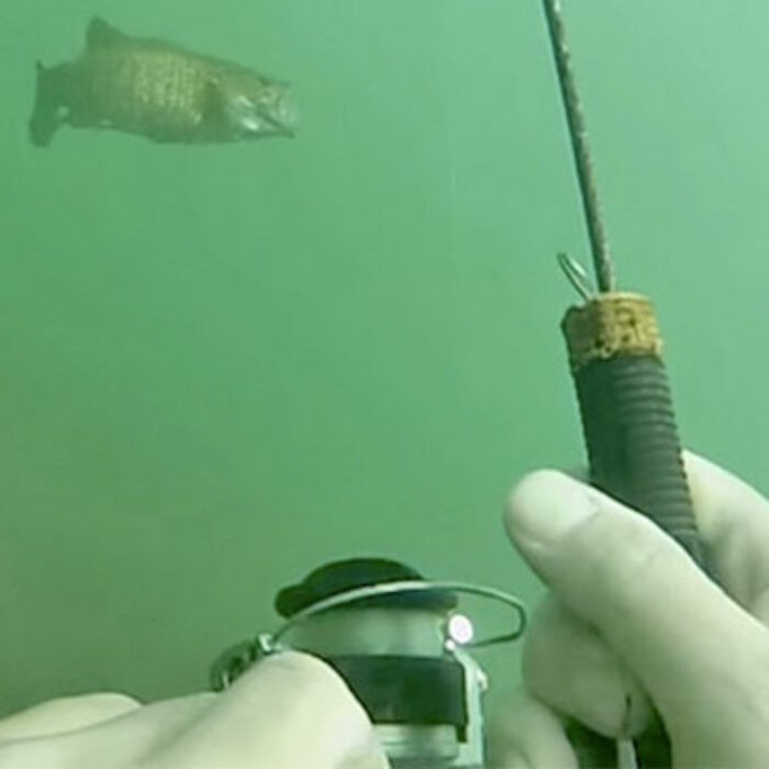 Scuba diver catches bass underwater