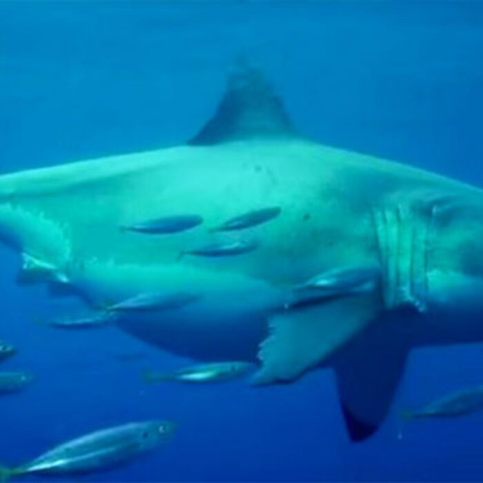 Largest Great White Ever Filmed