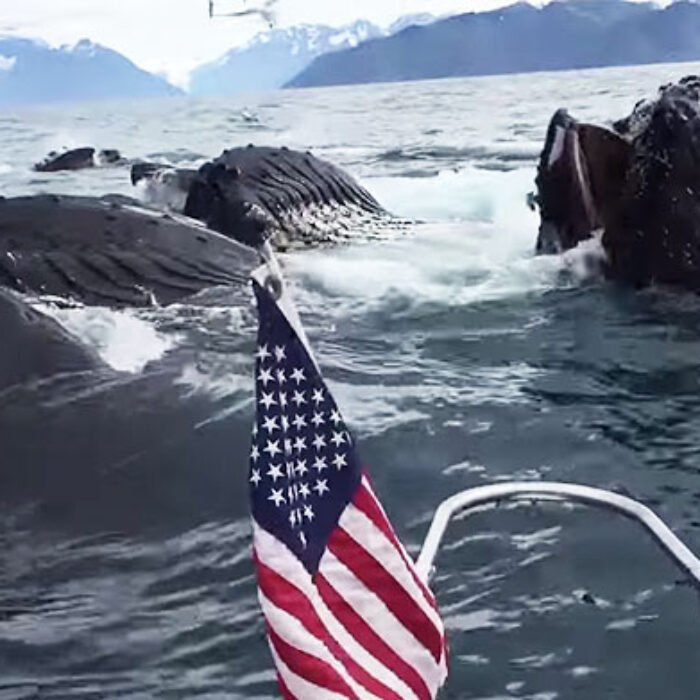 While he was boating off Alaska, a pod of humpback whales surfaced, and blew his fucking mind.