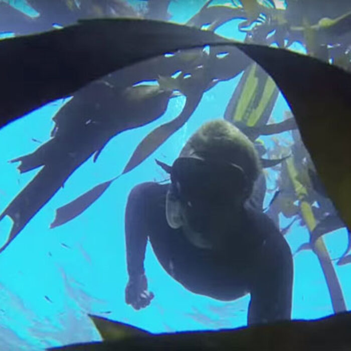 Hate to be a spoiler, but we didn't get eaten by a shark...