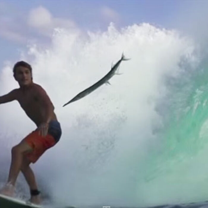 When Mitch Parkinson was concentrating on getting shacked off the Telos Islands in the Indian Ocean and a needlefish made its Icarus attempt, things actually could have gone very wrong.