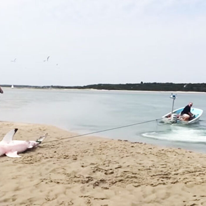 There were a whole bunch of little kids on that beach cheering for the shark, and if some guy came along and clubbed it like a baby seal (also awful!), well, that would have been sad.