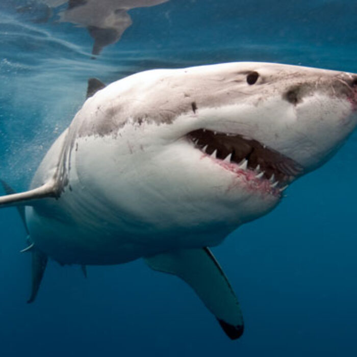 Shark Attack Santa Barbara