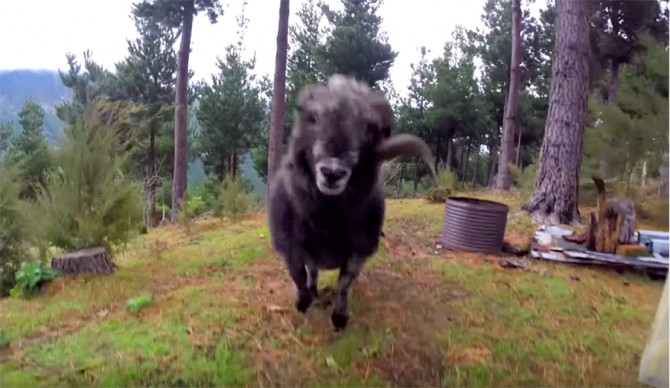 Screenshot: Angry Ram