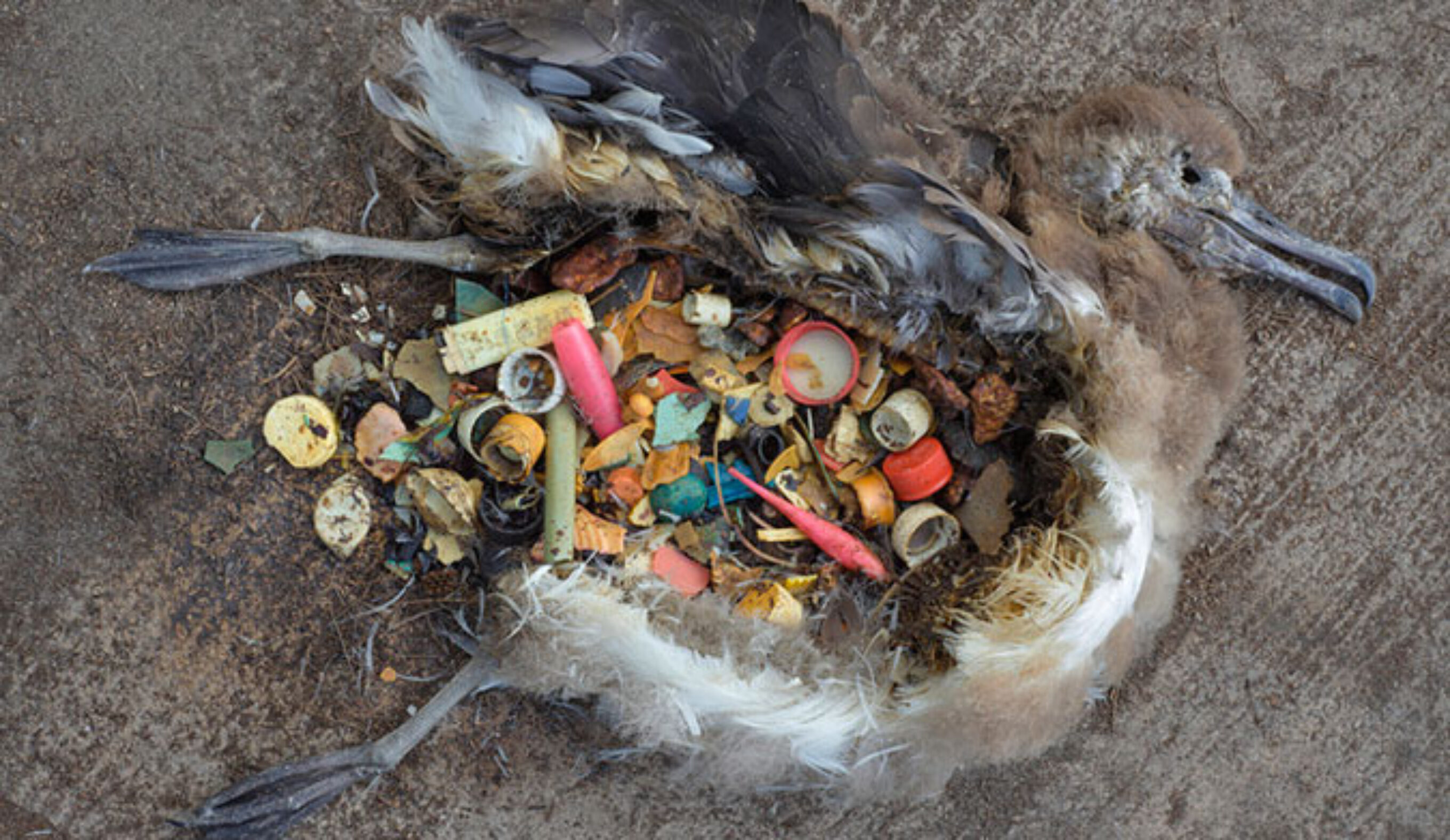 Fish, birds and marine mammals ingest much of the plastic which can rupture their organs or cause starvation.