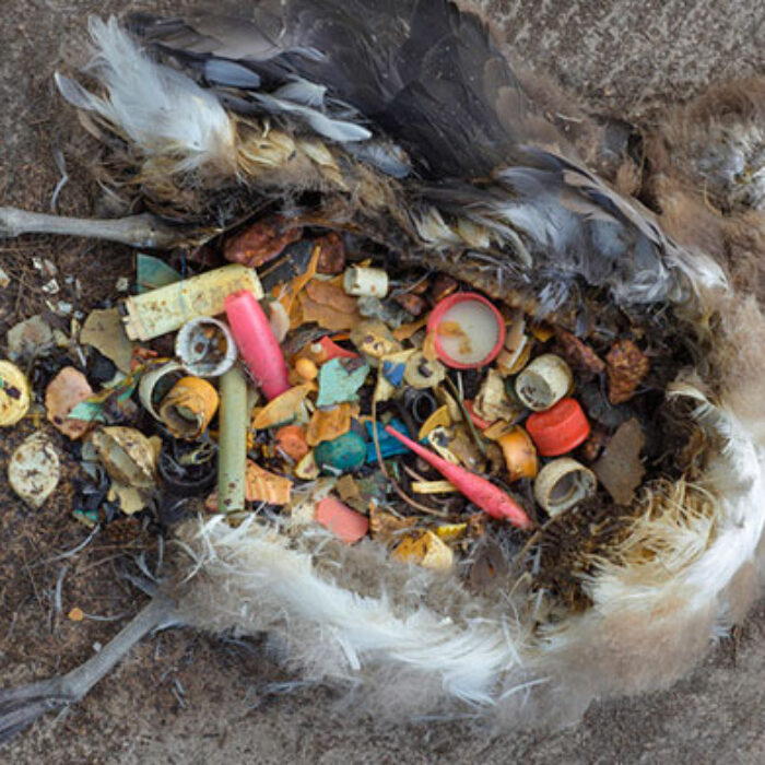 Fish, birds and marine mammals ingest much of the plastic which can rupture their organs or cause starvation.