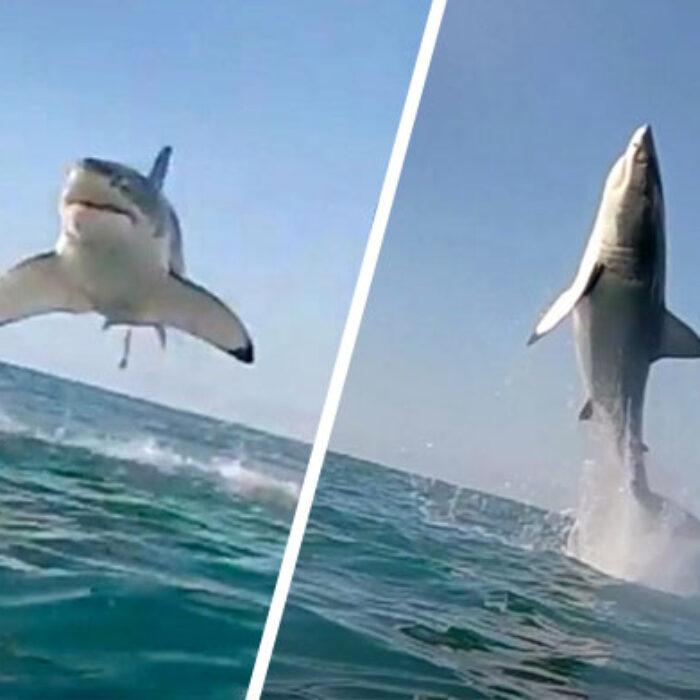 Great White Missile